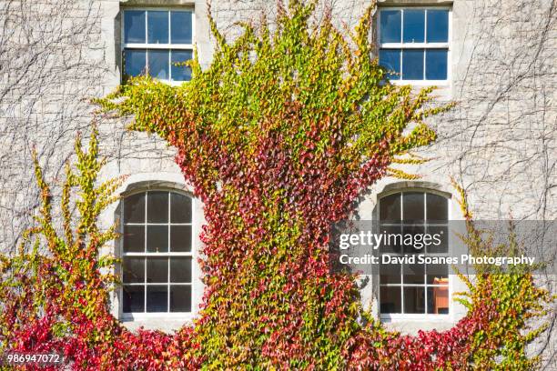 ivy growing on a building exterior - david soanes stock pictures, royalty-free photos & images