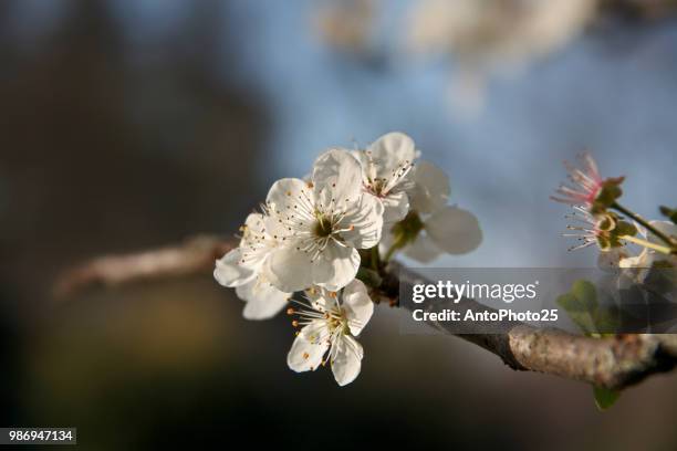 marzo - marzo stock-fotos und bilder