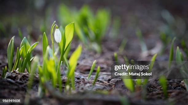 shine on little snowdrop - sokol stock pictures, royalty-free photos & images