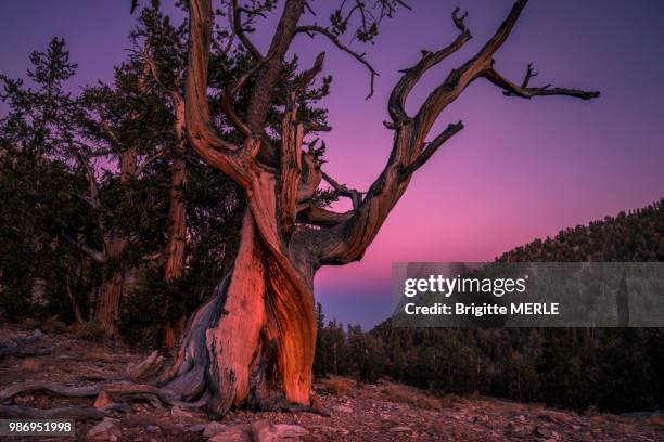 usa, california, inyo national forest,ancient bristlecone pine forest in the white mountains, millenary pines - inyo national forest stock pictures, royalty-free photos & images