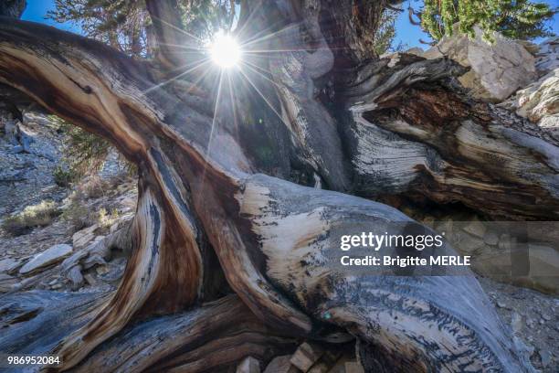 usa, california, inyo national forest,ancient bristlecone pine forest in the white mountains, millenary pines - white mountain nationalforst stock-fotos und bilder