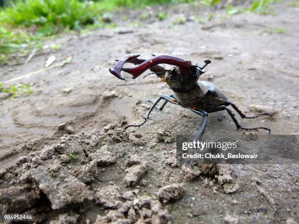Predatory Insects Example 7,661 Predatory Insects Stock Photos, High-Res Pictures, and Images ...