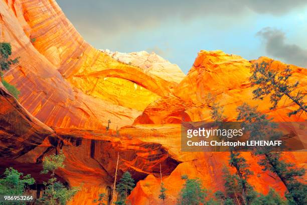 usa. utah. zion national park. zion kolob. canyon. taylor creek. double arch alcove. the trees hanging on the wall. - double arch stock pictures, royalty-free photos & images