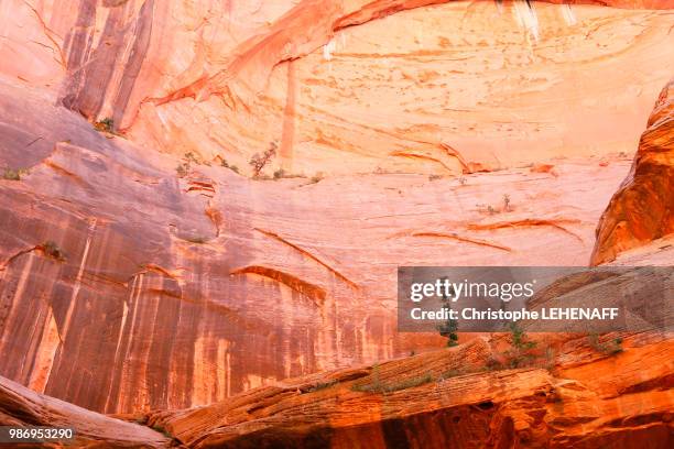 usa. utah. zion national park. zion kolob. canyon. taylor creek. double arch alcove. the trees hanging on the wall. - double arch foto e immagini stock