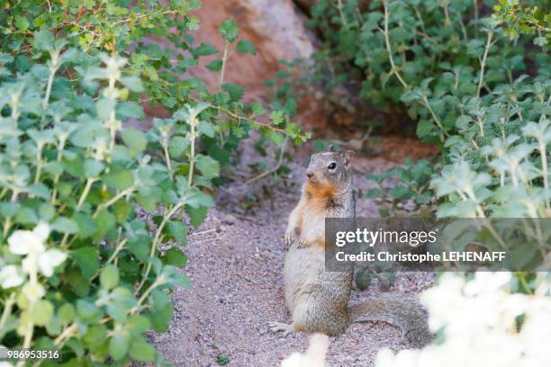 usa. utah. cedar city area. parowan gap petroglyphs & dinosaur prints. squirrel. - contea di iron foto e immagini stock