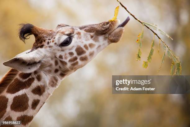 a giraffe eating a leaf at a zoo in cheshire, england. - chester england fotografías e imágenes de stock