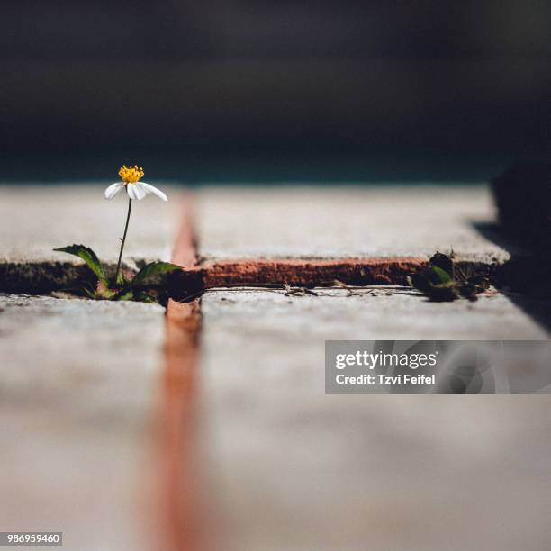 rule of thirds - feifel stock pictures, royalty-free photos & images