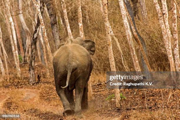 tusker chasing wild dogs - tusker stock pictures, royalty-free photos & images