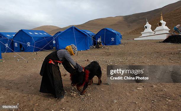 Tibetan survivor touches her Tibetan Mastiff at a relief shelter at the Jiegu Township on April 24, 2010 in Yushu County of Qinghai Province, China....