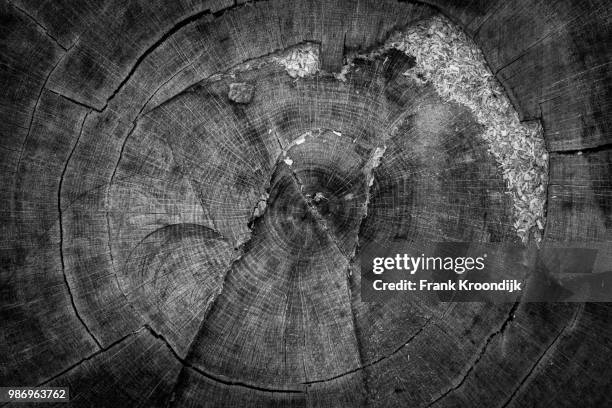 big log - tree rings stock pictures, royalty-free photos & images