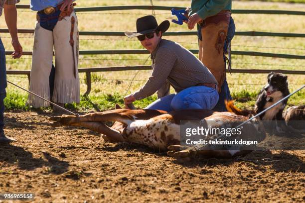 cow cattle veal herding roping at santaquin valley of salt lake city slc utah usa - castration stock pictures, royalty-free photos & images