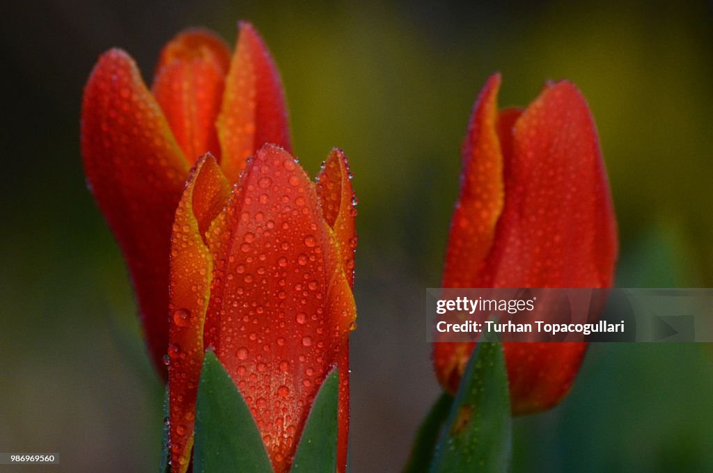 Red tulips