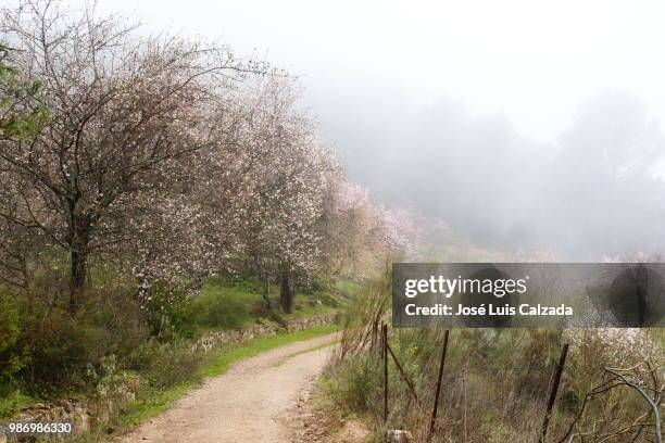 almendros y niebla - niebla stock-fotos und bilder