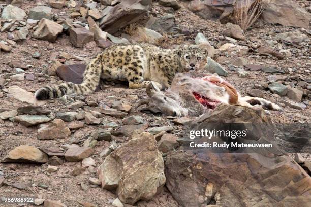 snowleopard021 - snow leopard stock pictures, royalty-free photos & images