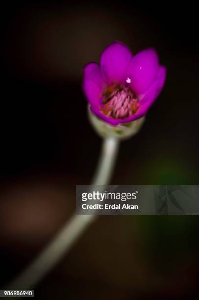 flower... - akan stock pictures, royalty-free photos & images