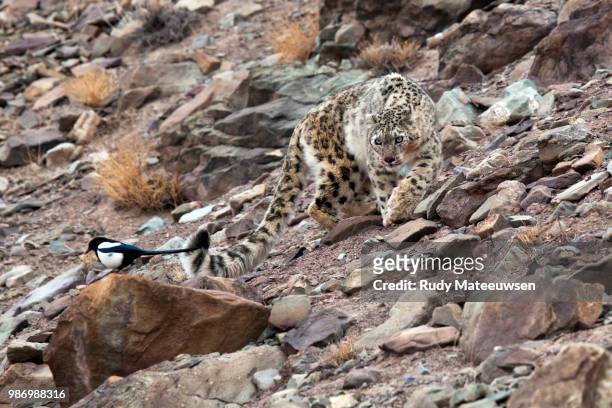 snowleopard8a copyright - snow leopard fotografías e imágenes de stock