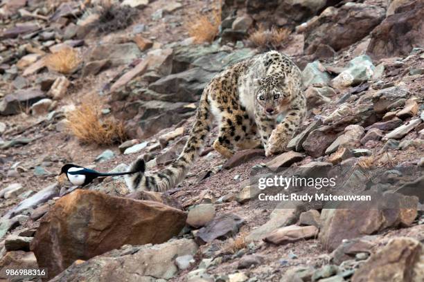 snowleopard8a copyright - snow leopard stock pictures, royalty-free photos & images