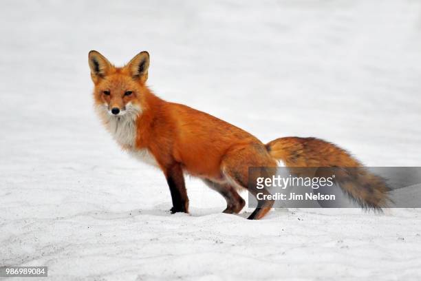 fox - hunt v nelson stock pictures, royalty-free photos & images
