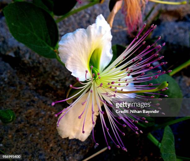 capparis ovata - ovata stock pictures, royalty-free photos & images