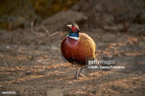 pheasant (phasianus colchicus) - teemu tretjakov stock pictures, royalty-free photos & images