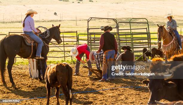 cow cattle veal herding roping at santaquin valley of salt lake city slc utah usa - castration stock pictures, royalty-free photos & images