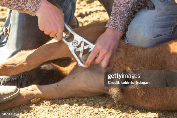 cow cattle veal castration at santaquin valley of salt lake city slc utah usa - horse castration stock pictures, royalty-free photos & images