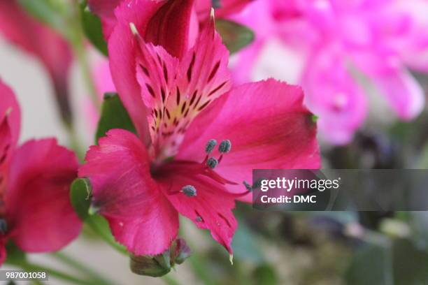 alstroemeria - alstroemeria stock pictures, royalty-free photos & images