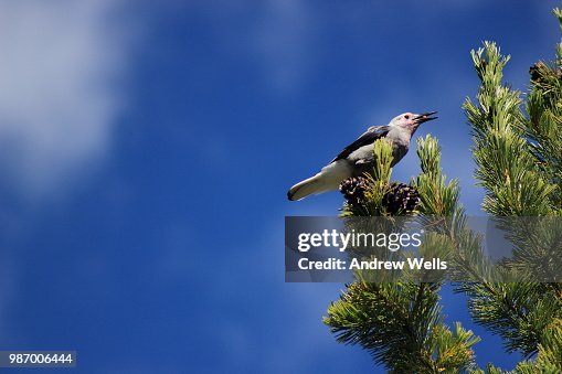 Clark's Nutcracker Clark's Nutcracker