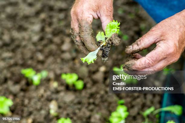 male hands planting organic lettuce seedlings into soil. - ems forster productions stock pictures, royalty-free photos & images