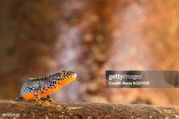 triton alpestre - triton stock pictures, royalty-free photos & images