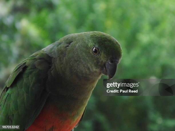king parrot - female - king parrot stock pictures, royalty-free photos & images