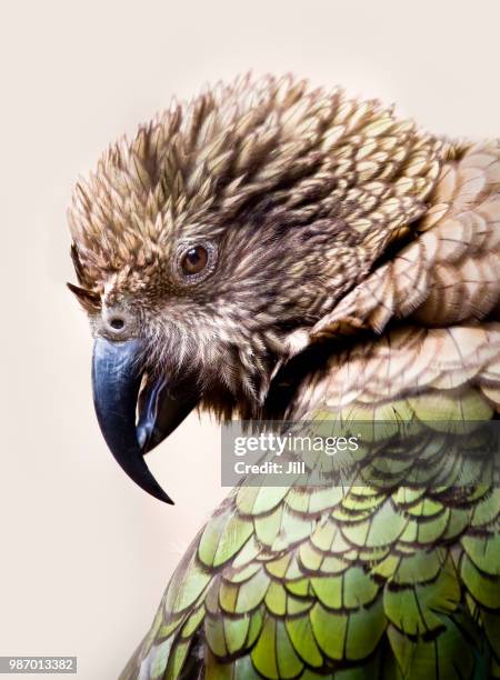 kea - kea stock pictures, royalty-free photos & images