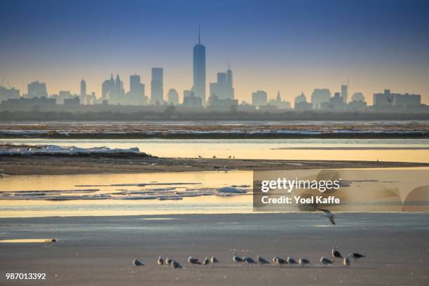 flight of the seagull - kaffe stockfoto's en -beelden