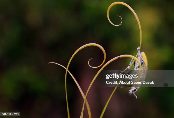 down - dayak stock pictures, royalty-free photos & images