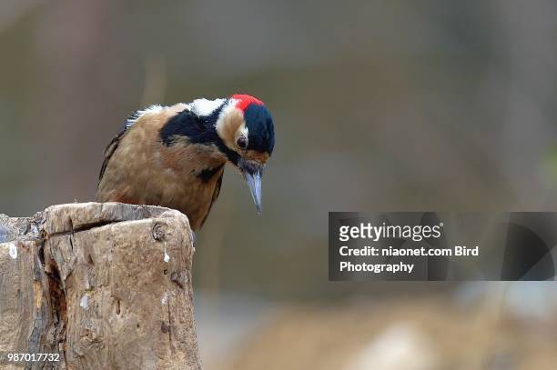 great spotted woodpecker - buphagus africanus stock pictures, royalty-free photos & images