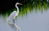 White egret standing on the waters of a wetland