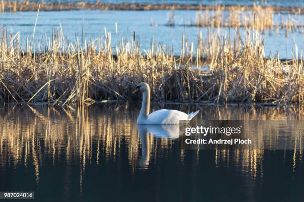 Swam Photo Example 3,560 Swam Stock Photos, High-Res Pictures, and Images - Getty Images