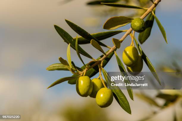 olives - olijfboom stockfoto's en -beelden