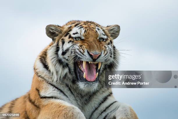 a russian tiger growling. - siberian tiger stock pictures, royalty-free photos & images