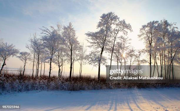 forest with deciduous trees in winter landscape - deciduous stock pictures, royalty-free photos & images