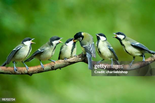 great tit family being fed by mother - titmouse stock pictures, royalty-free photos & images