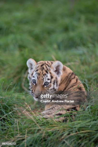 a siberian tiger in grass. - tiger cub stock-fotos und bilder