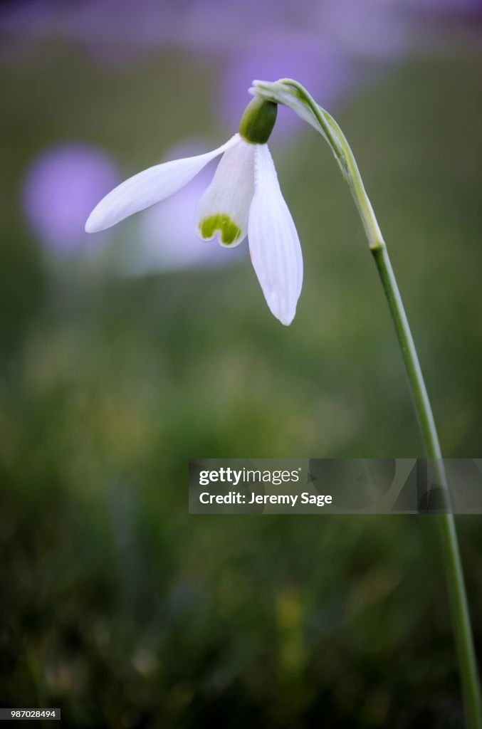 Snowdrop