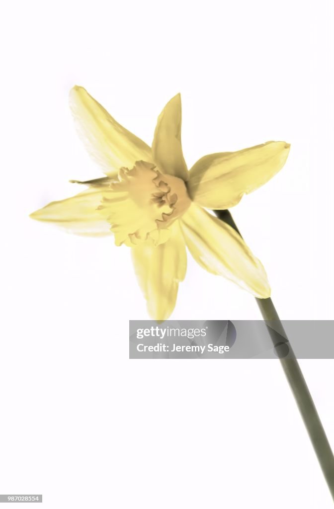 Daff