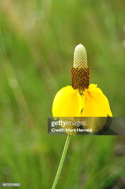 yellow prairie coneflower (mexican hat) - mexican hat fotografías e imágenes de stock