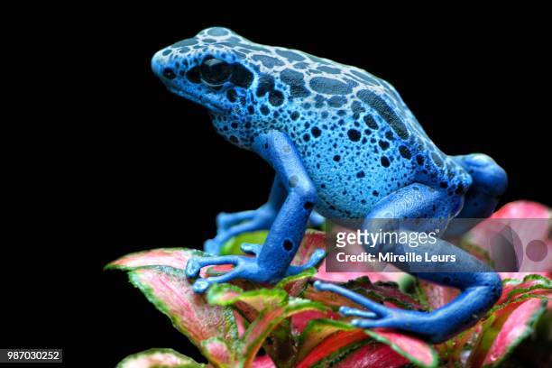 187 Blue Poison Dart Frog Photos and Premium High Res Pictures - Getty  Images