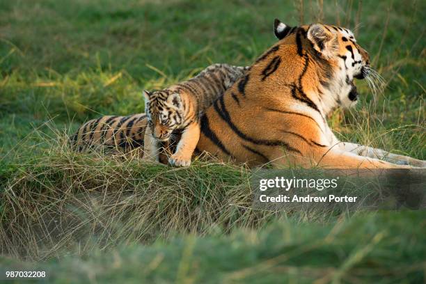 jumping over mum - tigre da sibéria - fotografias e filmes do acervo