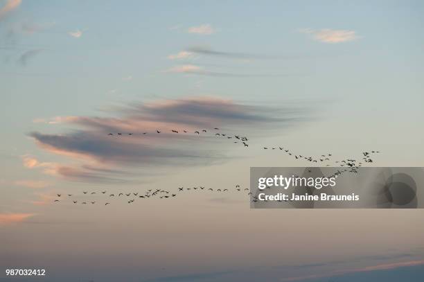 is it a dream or reality? - flock of birds stock pictures, royalty-free photos & images