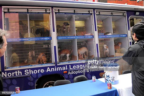 View of dogs waiting for adoption at Mya Hosts North Shore Animal League America's Tour For Life at Times Square on April 27, 2010 in New York City.