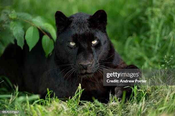 black beauty - black leopard fotografías e imágenes de stock